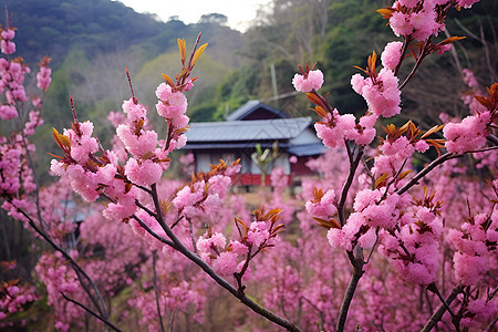 阳光下的花海背景图片