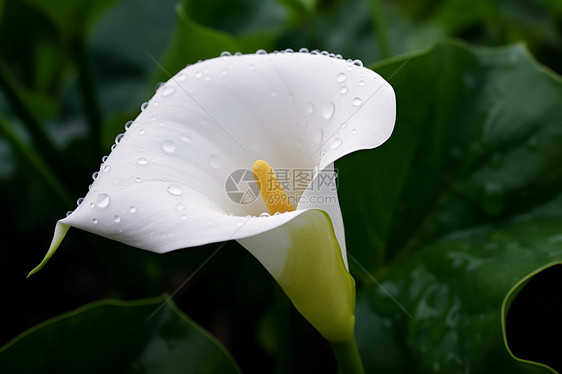 雨中的百合图片