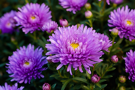 花海中的紫色狂欢高清图片