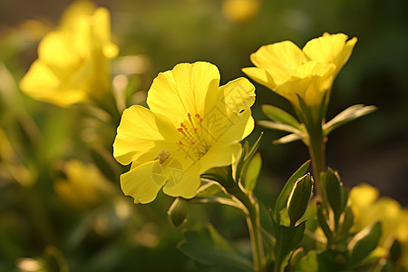 草地上黄色野花图片