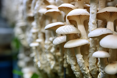 一群蘑菇图片