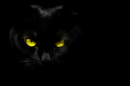 黑猫的黄眼图片