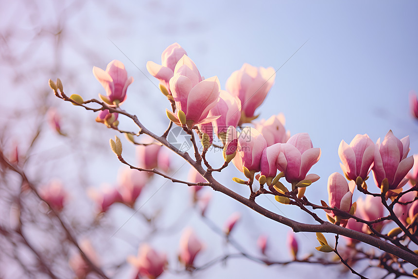 花朵怒放图片