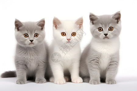 小猫三兄弟友情之约图片