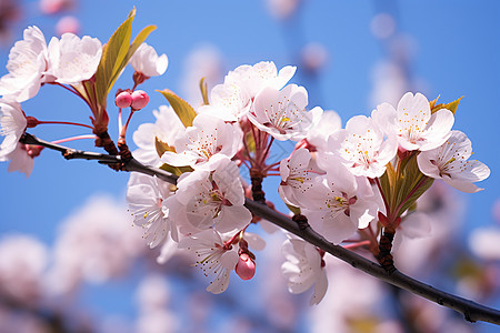 春季花园绽放的樱花花朵背景图片