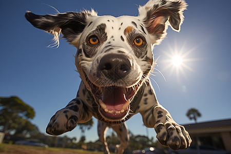 开心玩耍的斑点犬图片