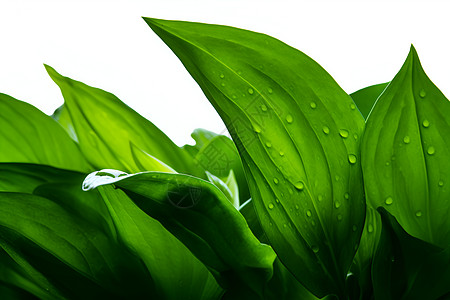 水滴在绿色植物叶片上图片