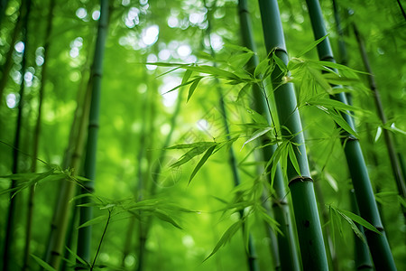 不安静默静默生长的竹林背景