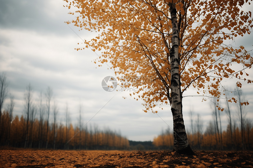 田野上落叶的大树图片