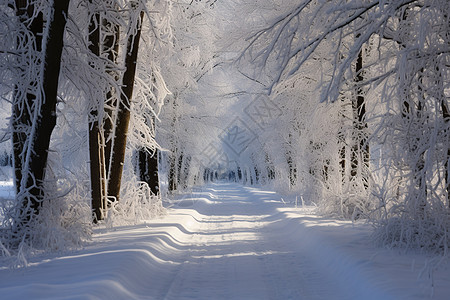 白雪皑皑的林间小径背景图片