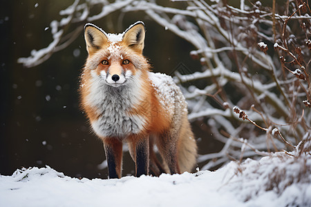 红狐站立于积雪中图片
