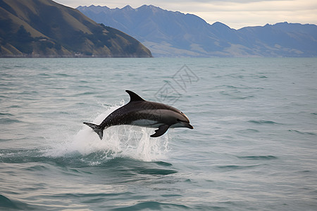 青岛海海水中跳跃的海豚背景