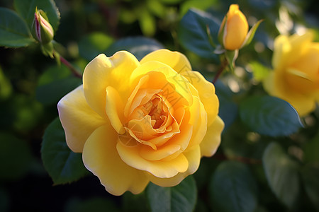 夏日花园中绽放的黄色玫瑰图片