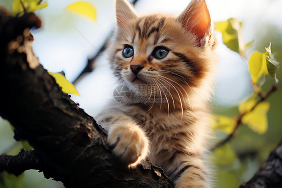 猫咪在枝头凝望图片