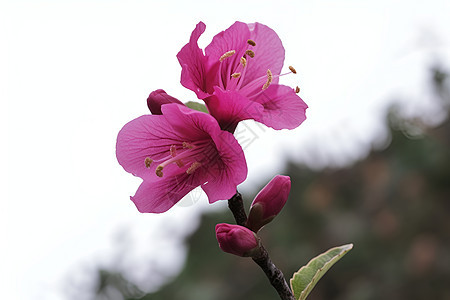 枝头盛开的粉红色花朵背景图片