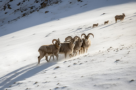 雪山奔跑的羊群图片