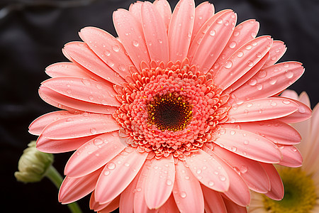水滴滴落在粉色的非洲菊花瓣上图片