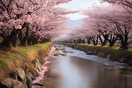 樱花河畔图片