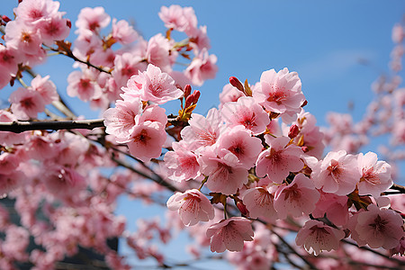 粉色桃花图片