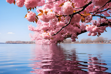 樱花湖畔图片