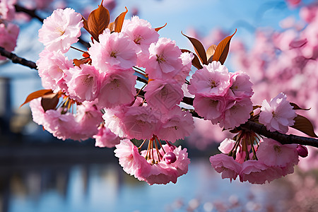 粉色桃花背景图片