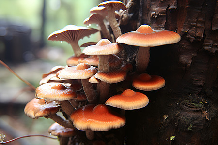 森林中的野生蘑菇图片