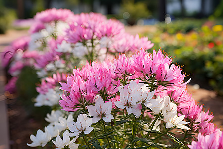 花园中绽放的蜘蛛花图片