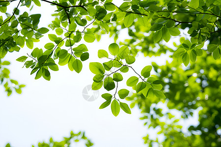 绿色树枝绿色的树叶叶子背景