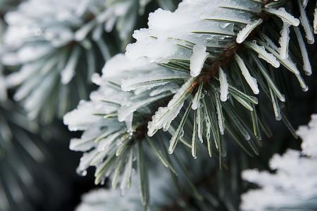 冰雪覆盖的树木图片