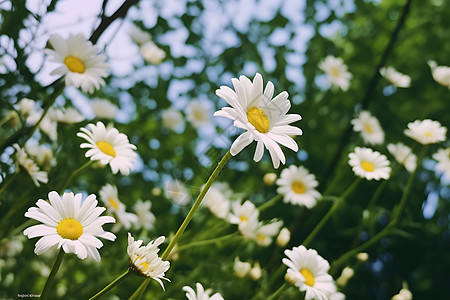 白色的菊花野花背景图片