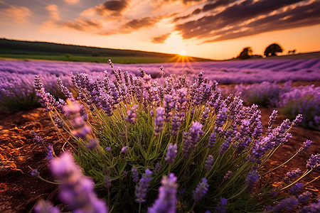 夕阳下的紫色田野图片