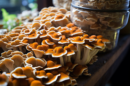 生长的菌类蘑菇图片