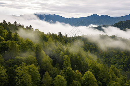 山丘森林美景图片