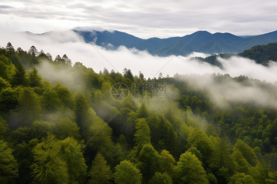 山丘森林美景图片