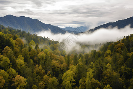迷雾中的森林景色图片