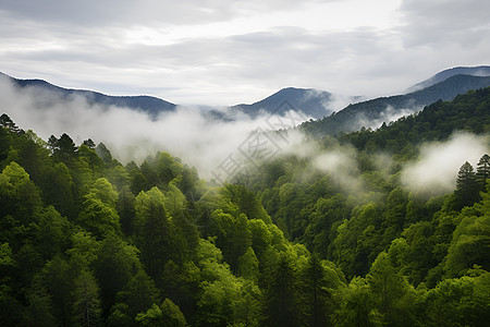 山林背景云雾中的壮丽森林背景