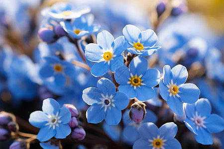 新鲜的蓝色花朵图片