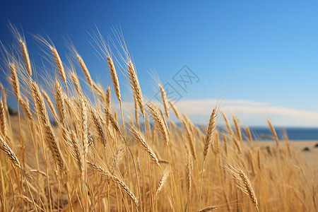 金色麦浪的麦田图片