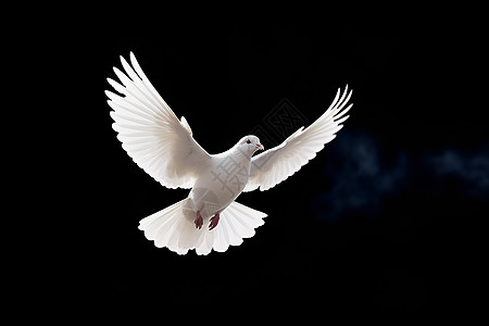 白色的羽毛飞翔的白鸽背景