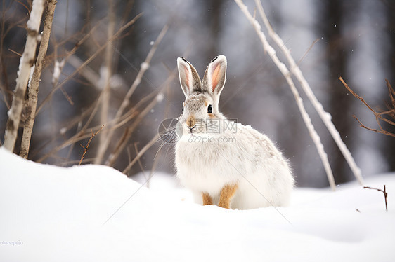 白色森林中的兔子图片
