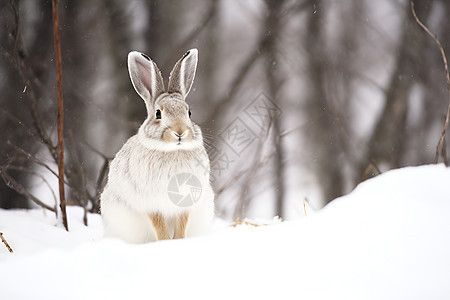 冬季兔子与雪景.图片