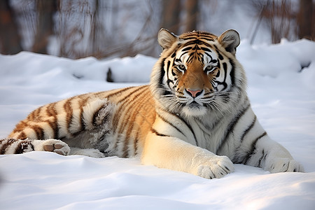冬日的老虎图片