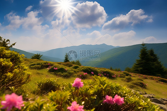 山花绽放的美丽风景图片