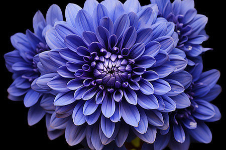 紫色花朵在黑色背景中绽放图片