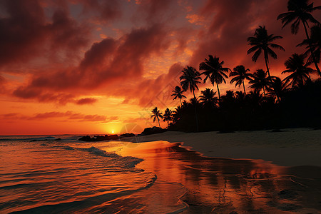 海岛椰子树黄昏海滩背景