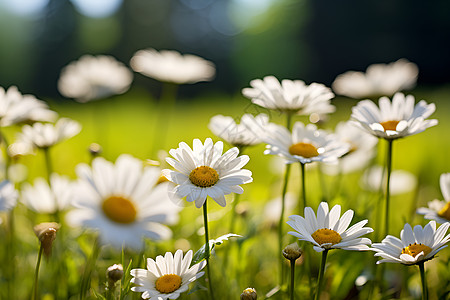青草丛中的白色雏菊背景图片