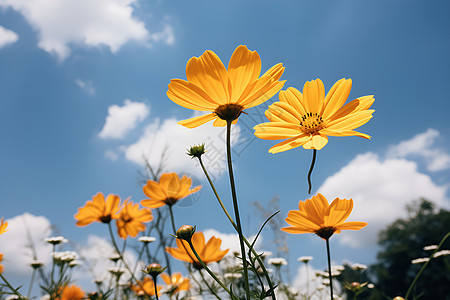 乡村中的花海图片