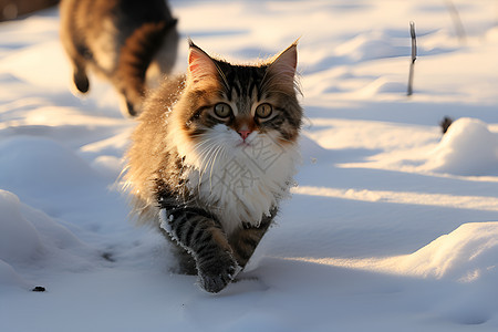 雪地中可爱的猫咪图片