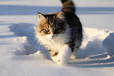 雪地中的小猫咪图片