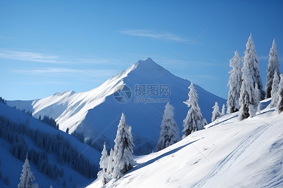 雪山和充满积雪的松树图片